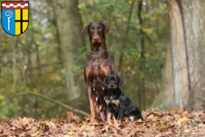 Mehr über den Artikel erfahren Dobermann Züchter und Welpen in Mönchengladbach