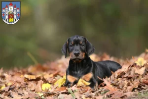 Mehr über den Artikel erfahren Dobermann Züchter und Welpen in Montabaur
