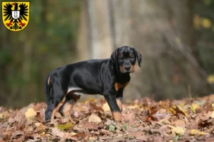 Mehr über den Artikel erfahren Dobermann Züchter und Welpen in Mosbach