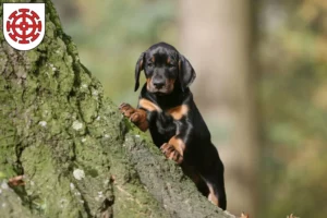Mehr über den Artikel erfahren Dobermann Züchter und Welpen in Mühldorf am Inn