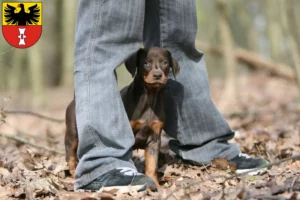 Mehr über den Artikel erfahren Dobermann Züchter und Welpen in Mühlhausen/Thüringen