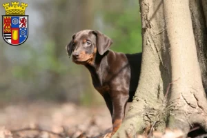 Mehr über den Artikel erfahren Dobermann Züchter und Welpen in Mülheim an der Ruhr