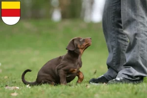 Mehr über den Artikel erfahren Dobermann Züchter und Welpen in Münster
