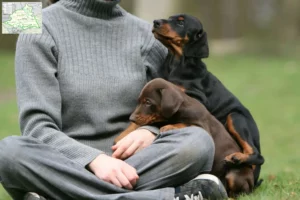 Mehr über den Artikel erfahren Dobermann Züchter und Welpen aus dem Münsterland