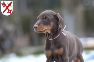 Mehr über den Artikel erfahren Dobermann Züchter und Welpen in Naumburg (Saale)