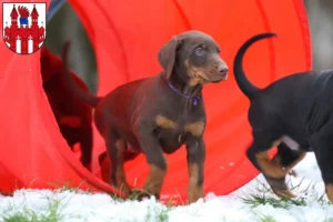 Mehr über den Artikel erfahren Dobermann Züchter und Welpen in Neubrandenburg