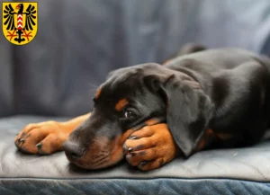Mehr über den Artikel erfahren Dobermann Züchter und Welpen in Neuenburg