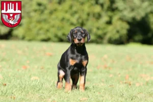 Mehr über den Artikel erfahren Dobermann Züchter und Welpen in Neumünster