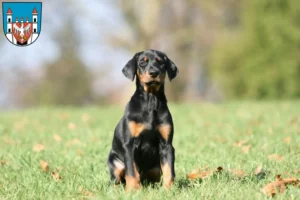 Mehr über den Artikel erfahren Dobermann Züchter und Welpen in Neuruppin