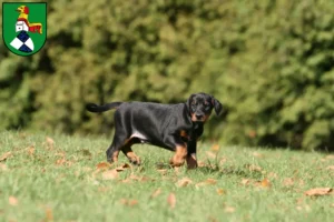 Mehr über den Artikel erfahren Dobermann Züchter und Welpen in Neustadt an der Aisch