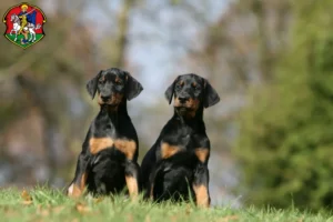 Mehr über den Artikel erfahren Dobermann Züchter und Welpen in Neustadt an der Waldnaab