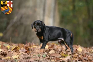 Mehr über den Artikel erfahren Dobermann Züchter und Welpen in Neuwied