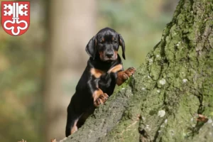 Mehr über den Artikel erfahren Dobermann Züchter und Welpen in Nidwalden
