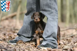 Mehr über den Artikel erfahren Dobermann Züchter und Welpen in Niederbayern