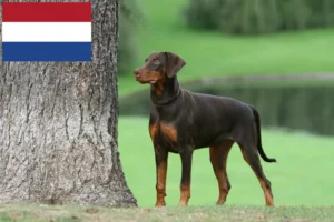 Mehr über den Artikel erfahren Dobermann Züchter und Welpen in den Niederlanden
