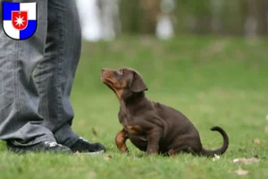 Mehr über den Artikel erfahren Dobermann Züchter und Welpen in Norderstedt