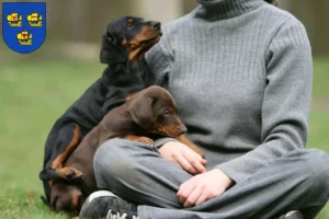 Mehr über den Artikel erfahren Dobermann Züchter und Welpen in Nordfriesland