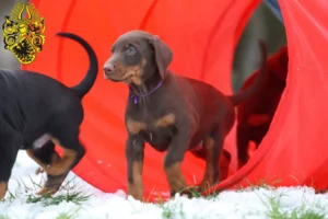 Mehr über den Artikel erfahren Dobermann Züchter und Welpen in Nordhausen