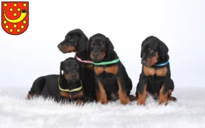 Mehr über den Artikel erfahren Dobermann Züchter und Welpen in Nordhorn