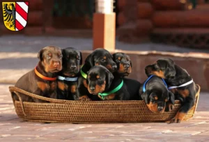 Mehr über den Artikel erfahren Dobermann Züchter und Welpen in Nürnberg