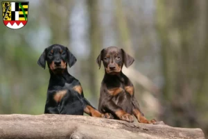 Mehr über den Artikel erfahren Dobermann Züchter und Welpen in Oberfranken