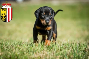 Mehr über den Artikel erfahren Dobermann Züchter und Welpen in Oberösterreich