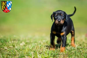 Mehr über den Artikel erfahren Dobermann Züchter und Welpen in der Oberpfalz