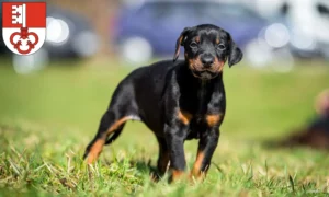 Mehr über den Artikel erfahren Dobermann Züchter und Welpen in Obwalden