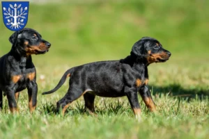Mehr über den Artikel erfahren Dobermann Züchter und Welpen in Offenbach am Main