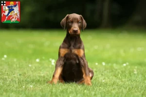 Mehr über den Artikel erfahren Dobermann Züchter und Welpen in Olpe