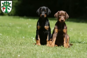 Mehr über den Artikel erfahren Dobermann Züchter und Welpen in Oranienburg
