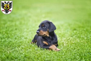 Mehr über den Artikel erfahren Dobermann Züchter und Welpen in Ortenaukreis