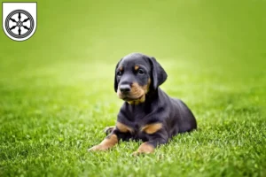 Mehr über den Artikel erfahren Dobermann Züchter und Welpen in Osnabrück