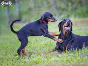 Mehr über den Artikel erfahren Dobermann Züchter und Welpen in Osterholz-Scharmbeck