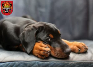 Mehr über den Artikel erfahren Dobermann Züchter und Welpen in Parchim