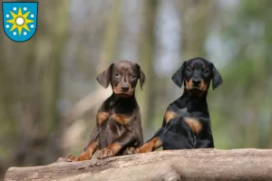 Mehr über den Artikel erfahren Dobermann Züchter und Welpen in Perleberg