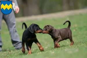 Mehr über den Artikel erfahren Dobermann Züchter und Welpen in Pfaffenhofen an der Ilm