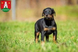 Mehr über den Artikel erfahren Dobermann Züchter und Welpen in Pinneberg
