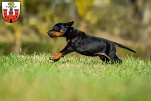 Mehr über den Artikel erfahren Dobermann Züchter und Welpen in Pirmasens
