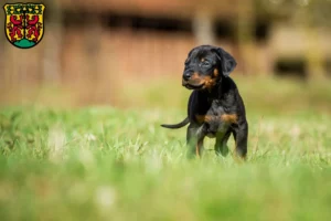 Mehr über den Artikel erfahren Dobermann Züchter und Welpen in Pirna
