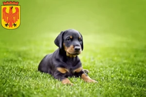 Mehr über den Artikel erfahren Dobermann Züchter und Welpen in Potsdam