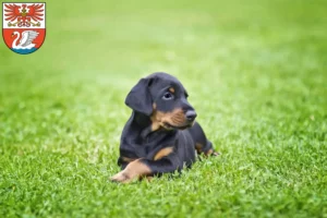 Mehr über den Artikel erfahren Dobermann Züchter und Welpen in Prenzlau