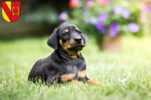 Mehr über den Artikel erfahren Dobermann Züchter und Welpen in Rastatt