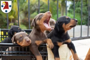 Mehr über den Artikel erfahren Dobermann Züchter und Welpen in Rathenow