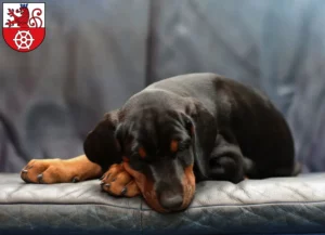 Mehr über den Artikel erfahren Dobermann Züchter und Welpen in Ratingen