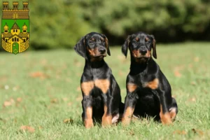 Mehr über den Artikel erfahren Dobermann Züchter und Welpen in Recklinghausen