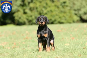 Mehr über den Artikel erfahren Dobermann Züchter und Welpen in Regen (Stadt)