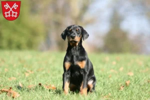 Mehr über den Artikel erfahren Dobermann Züchter und Welpen in Regensburg