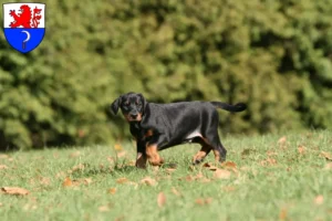 Mehr über den Artikel erfahren Dobermann Züchter und Welpen in Remscheid