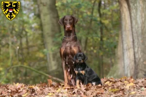 Mehr über den Artikel erfahren Dobermann Züchter und Welpen in Reutlingen